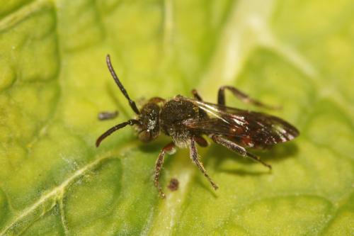 Nomada tridentirostris